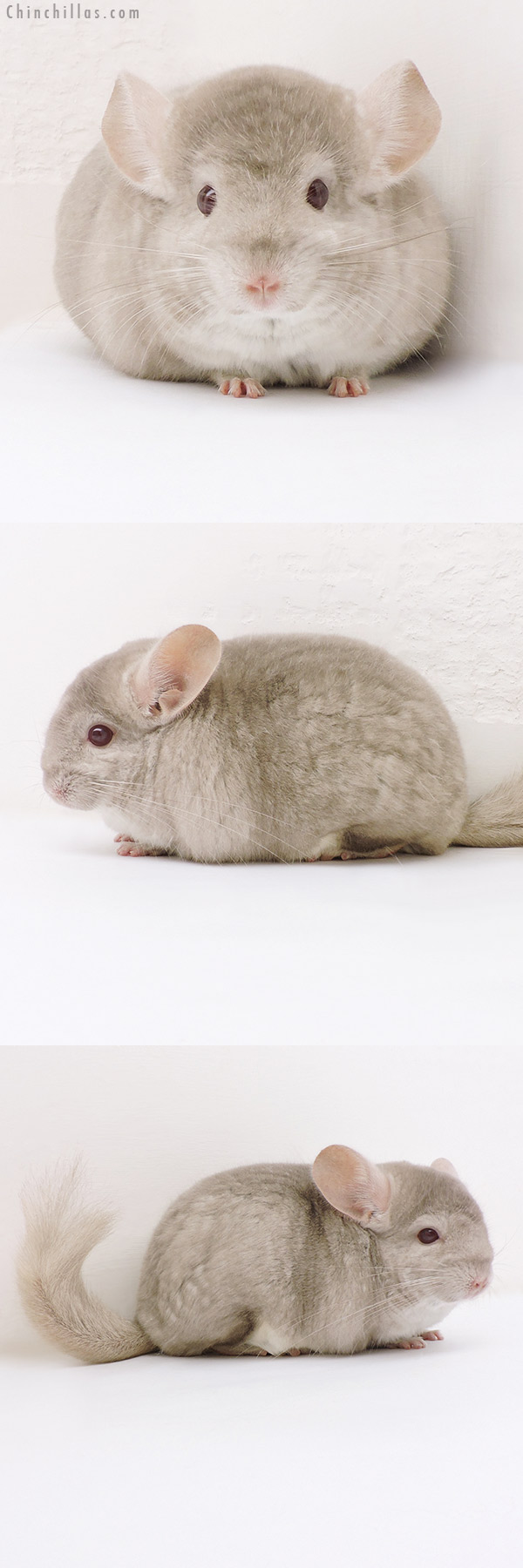 17158 Show Quality Homo Beige Female Chinchilla