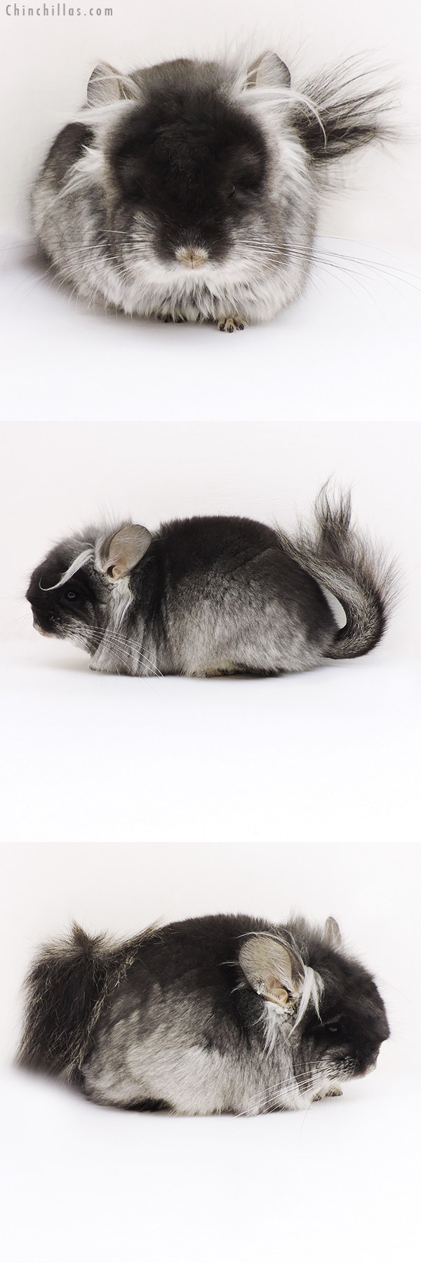 17231 Exceptional Black Velvet ( Violet Carrier ) G2  Royal Persian Angora Male Chinchilla