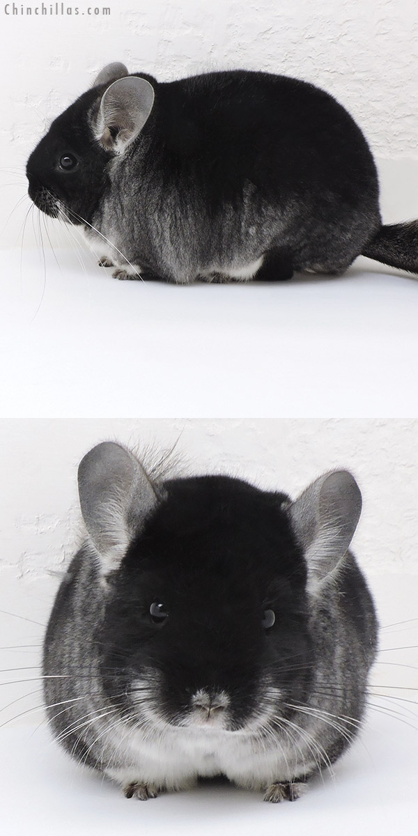 17223 Blocky Show Quality Black Velvet Female Chinchilla