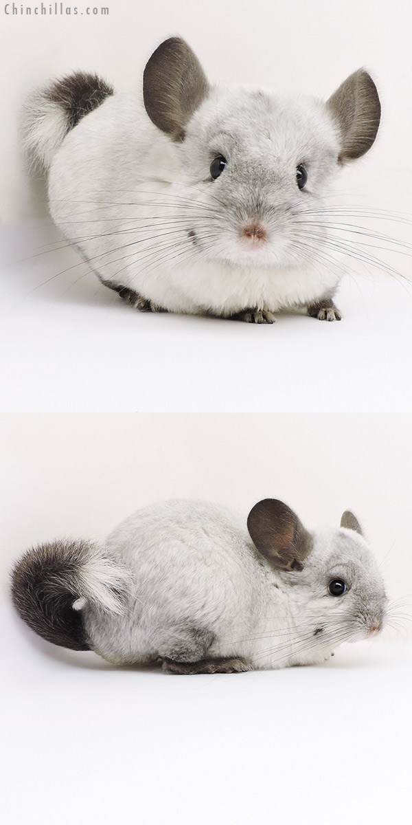 17182 Ebony & White Mosaic ( Locken Carrier ) Female Chinchilla