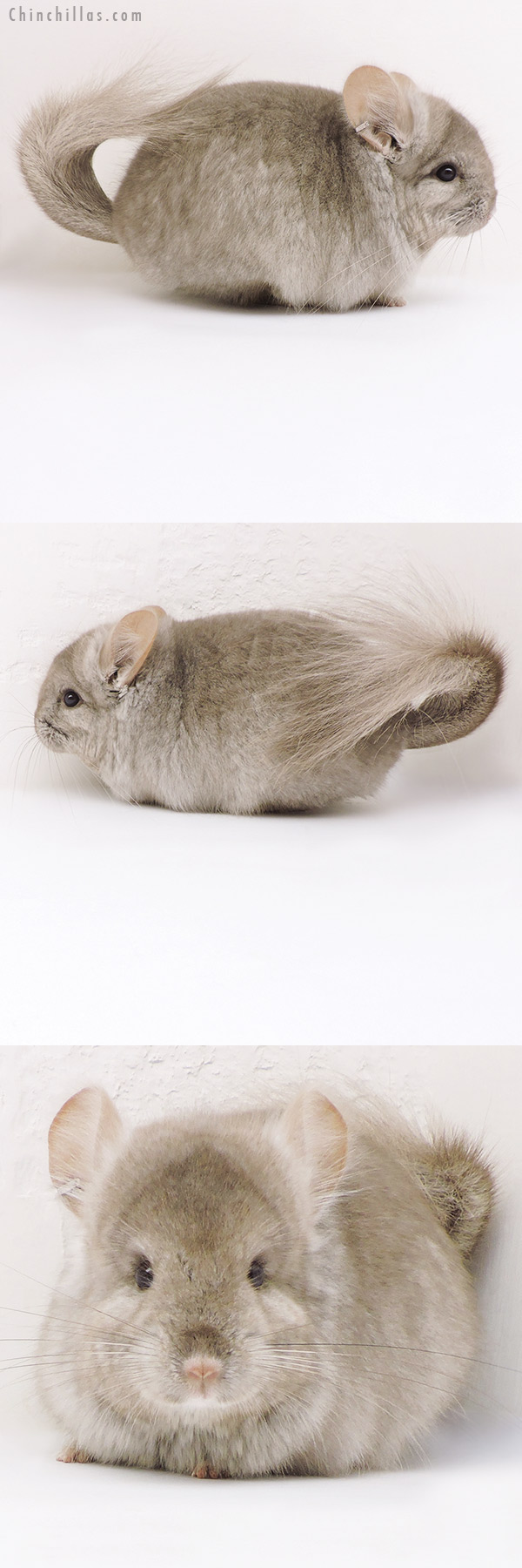 17233 Beige ( Ebony Carrier )  Royal Persian Angora Male Chinchilla