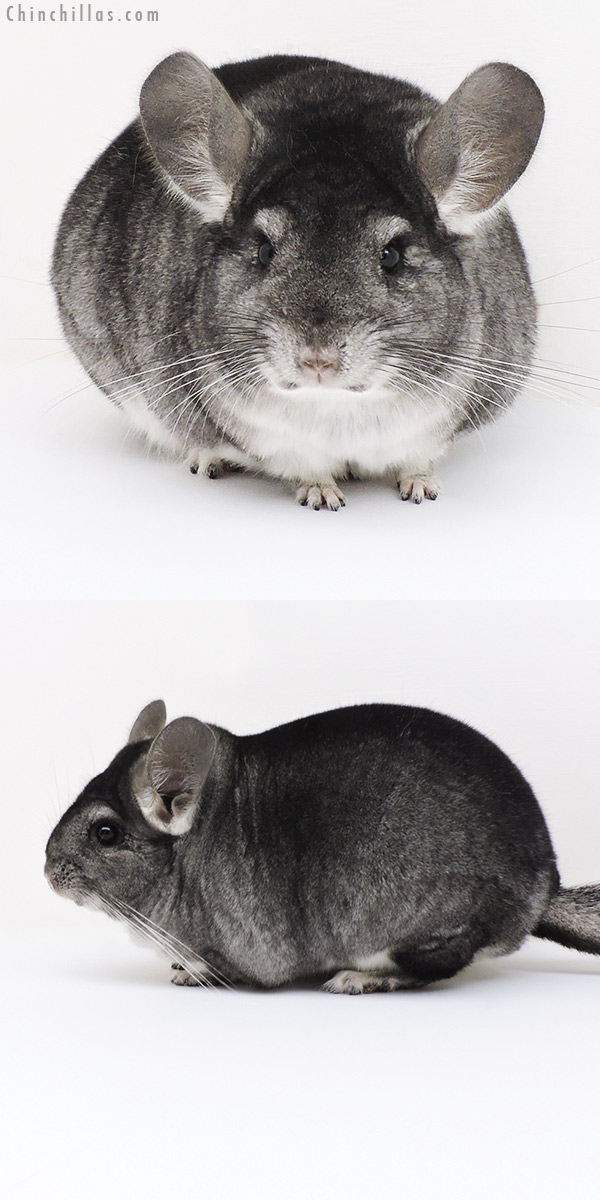 17224 Large Show Quality Standard Female Chinchilla