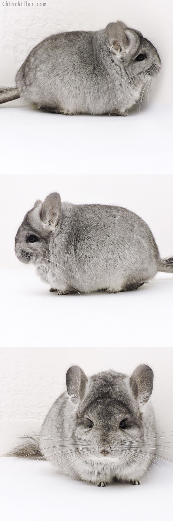 17336 Blocky Standard  Royal Persian Angora Female Chinchilla