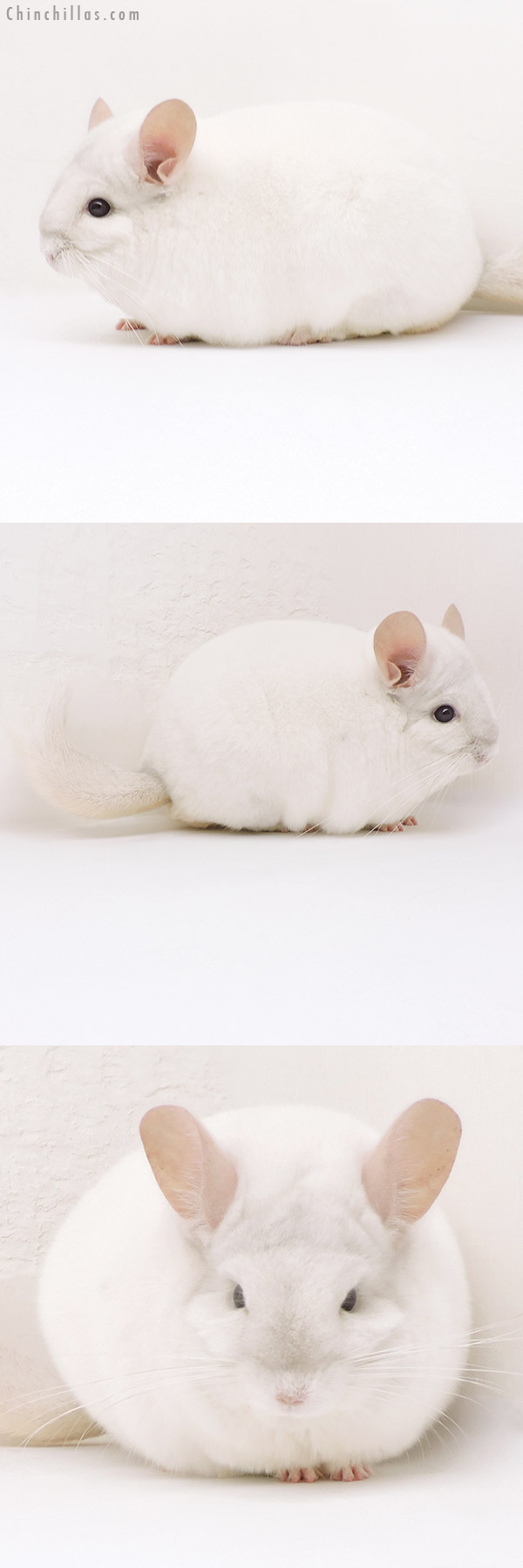 17339 Blocky Premium Production Quality Pink White Female Chinchilla