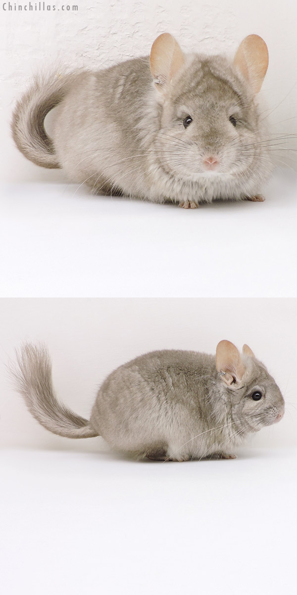 17338 Beige ( Ebony Carrier )  Royal Persian Angora Female Chinchilla with Lion Mane