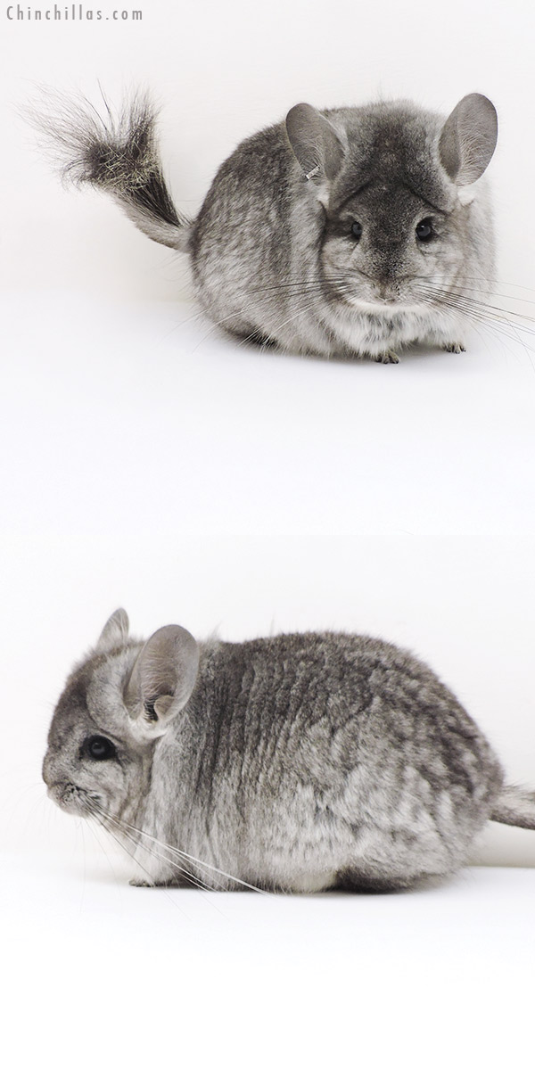 17229 Standard  Royal Persian Angora Female Chinchilla