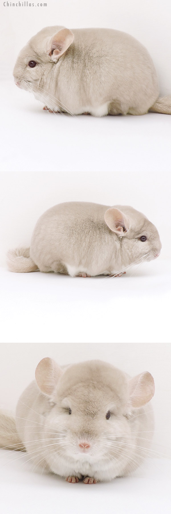 17342 Large Blocky Herd Improvement Quality Homo Beige Male Chinchilla