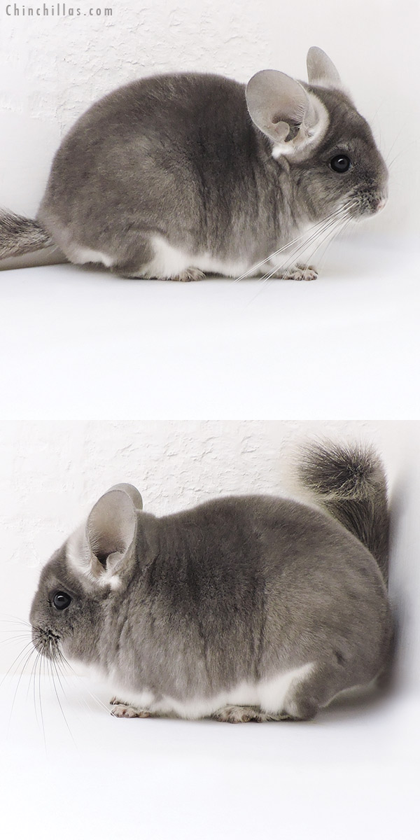 17340 Show Quality TOV Violet Male Chinchilla