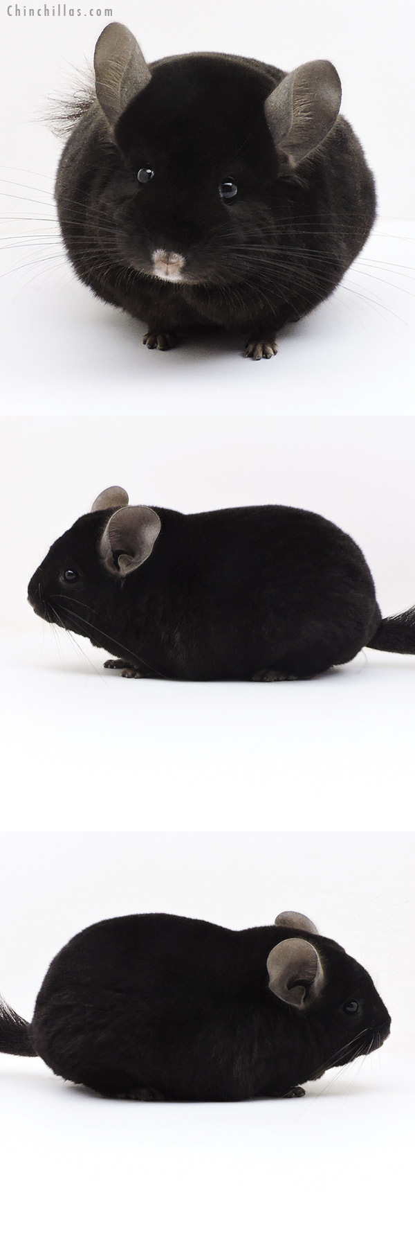 17341 Blocky Herd Improvement Quality Ebony Male Chinchilla