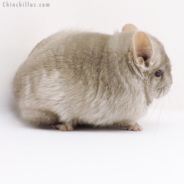 17334 Light Tan  Royal Persian Angora Female Chinchilla