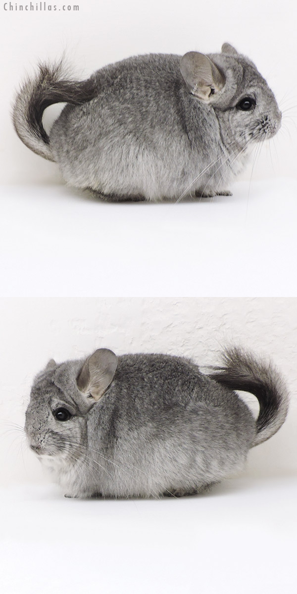 17335 Exceptional Mini Standard ( Sapphire Carrier )  Royal Persian Angora Female Chinchilla