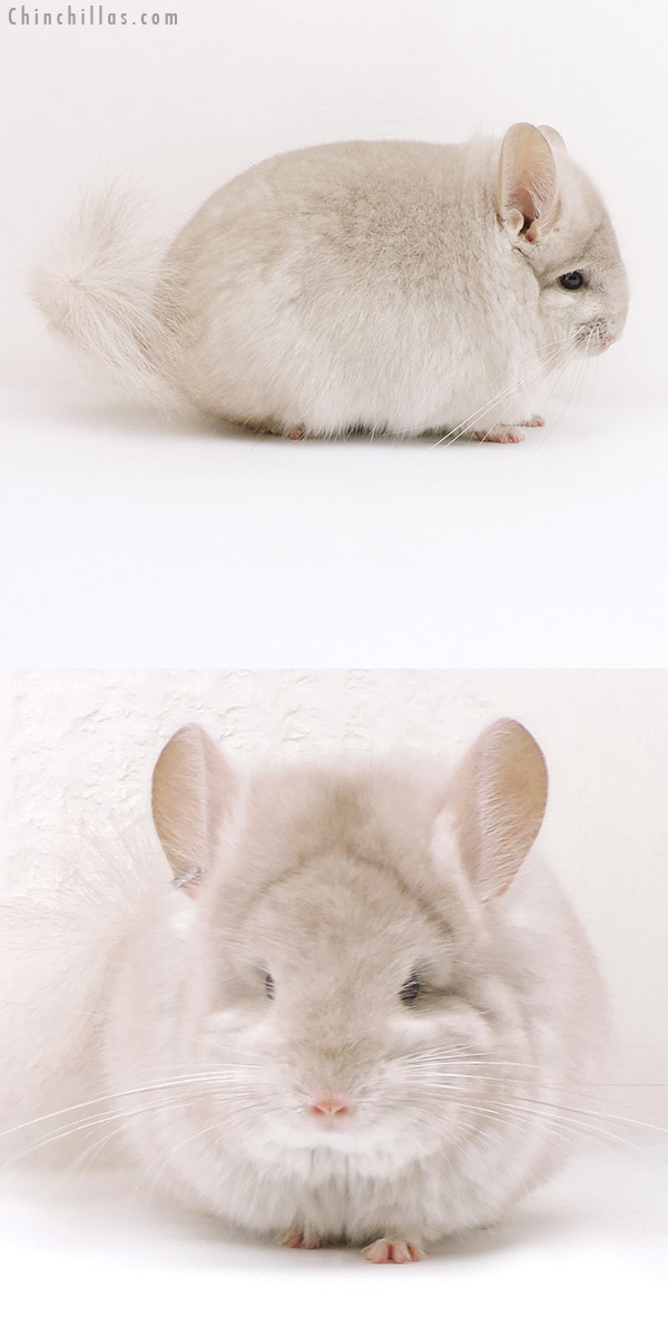 17343 (Rare) Exceptional Blocky Homo Beige  Royal Persian Angora Male Chinchilla