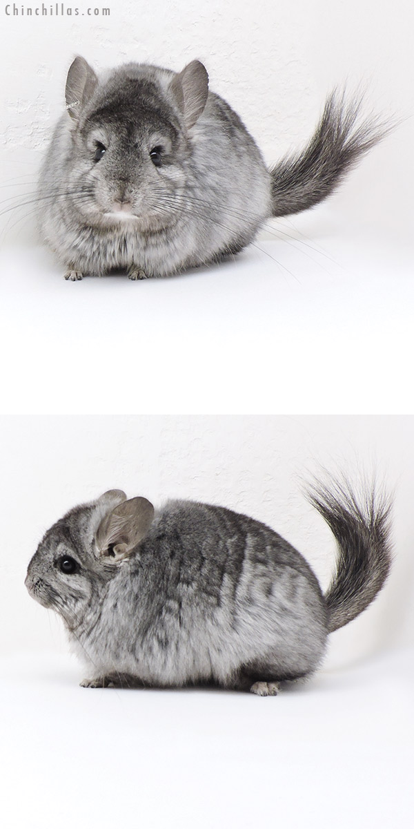 17347 Light Hetero Ebony  Royal Persian Angora Female Chinchilla