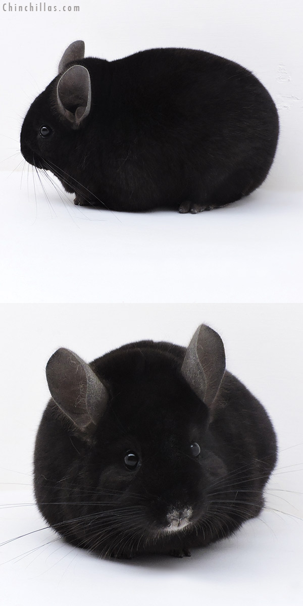 17344 Large Blocky Premium Production Quality Ebony Female Chinchilla