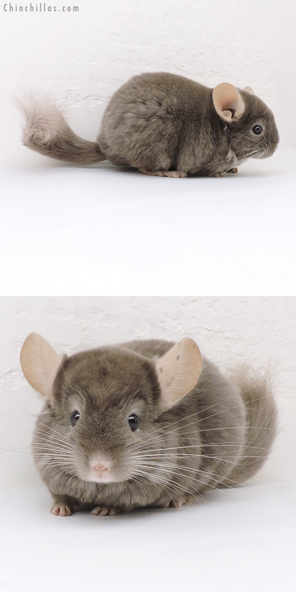 17349 Tan Quasi Locken Female Chinchilla