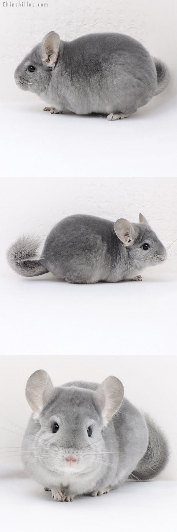 17346 Premium Production Quality Light Wrap Around Blue Diamond Female Chinchilla