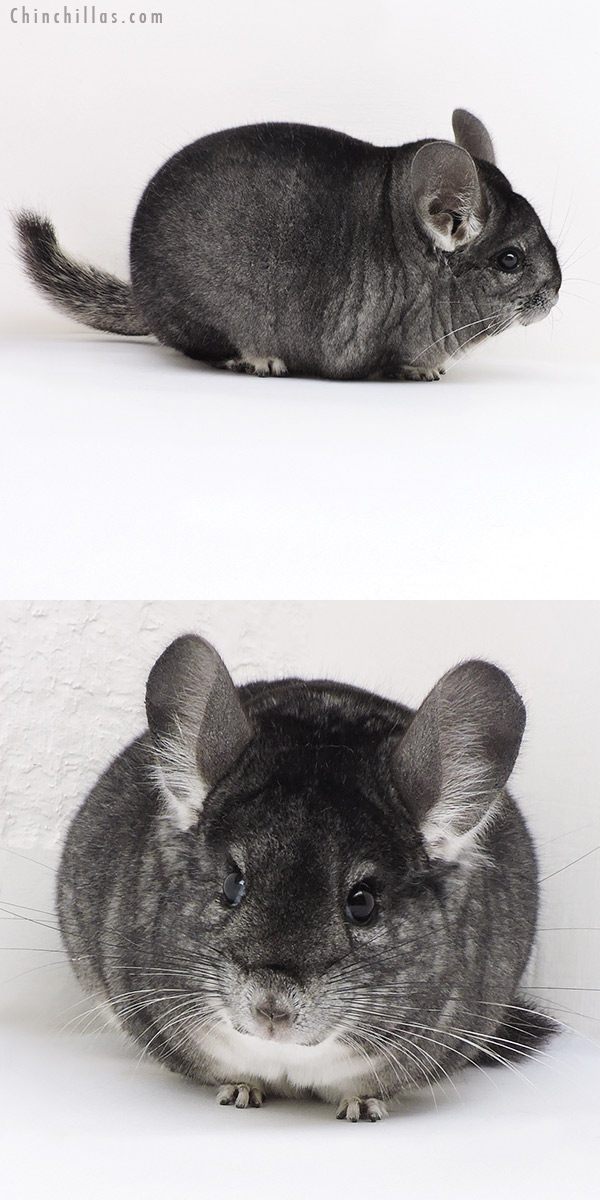 17350 Large Blocky Premium Production Quality Standard Female Chinchilla