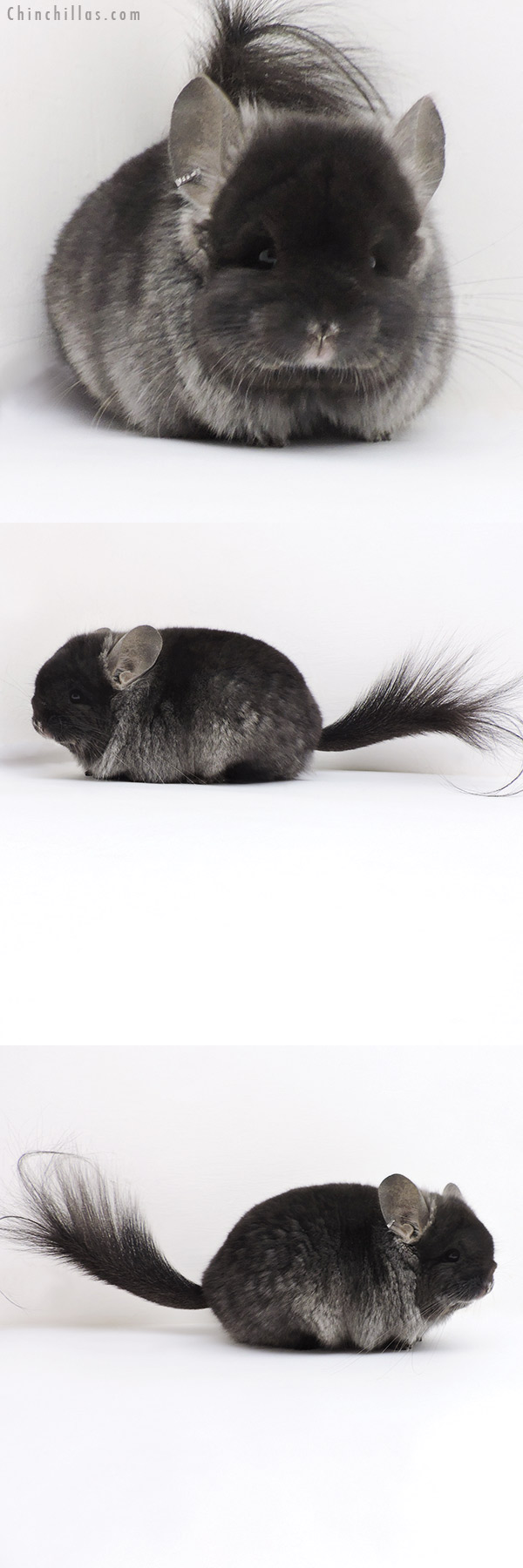 17359 Exceptional Blocky Brevi Type TOV Ebony ( Locken Carrier )  Royal Persian Angora Male Chinchilla