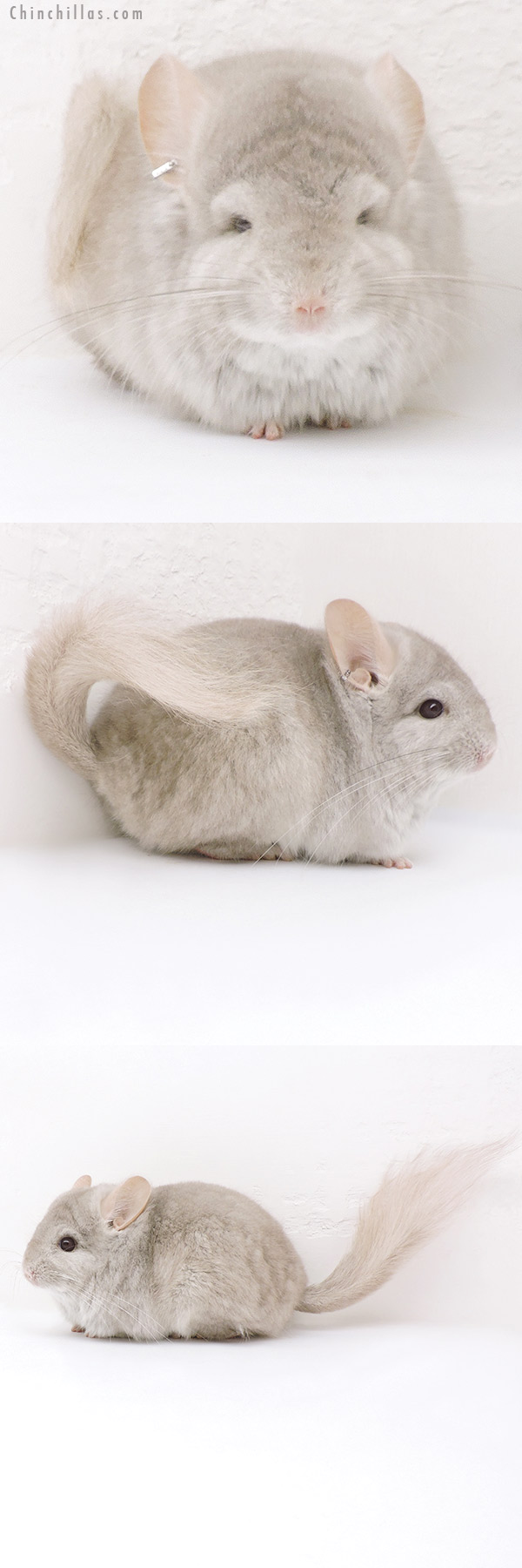 17361 Beige  Royal Persian Angora Male Chinchilla