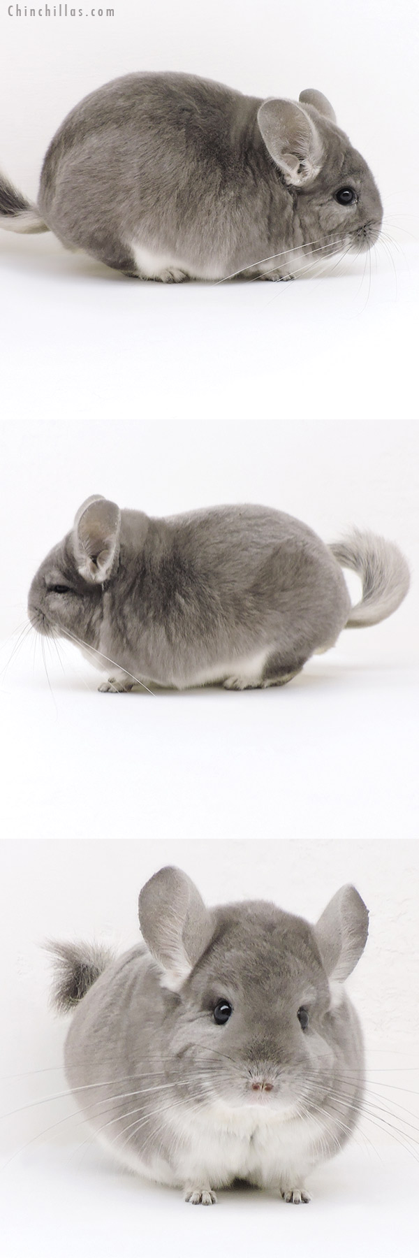 17362 Large Blocky Violet Male Chinchilla