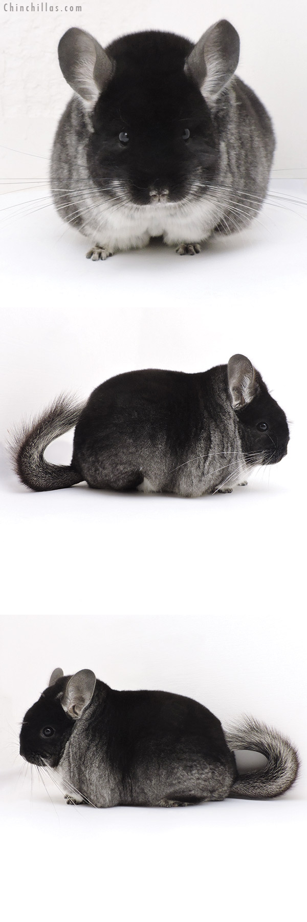 17365 Large Blocky Premium Production Quality Black Velvet Female Chinchilla