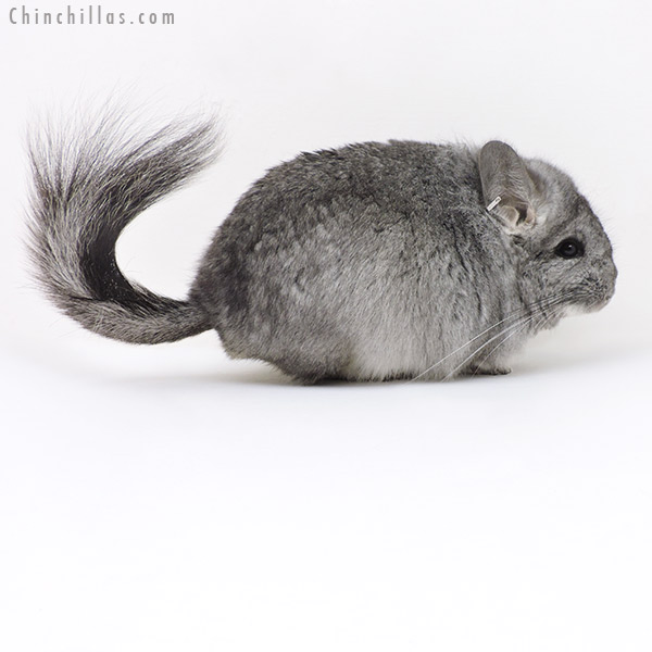 17360 Standard  Royal Persian Angora Male Chinchilla