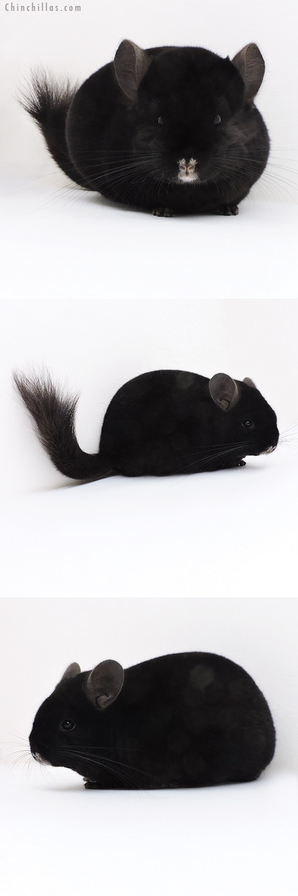 17358 Show Quality Ebony Male Chinchilla