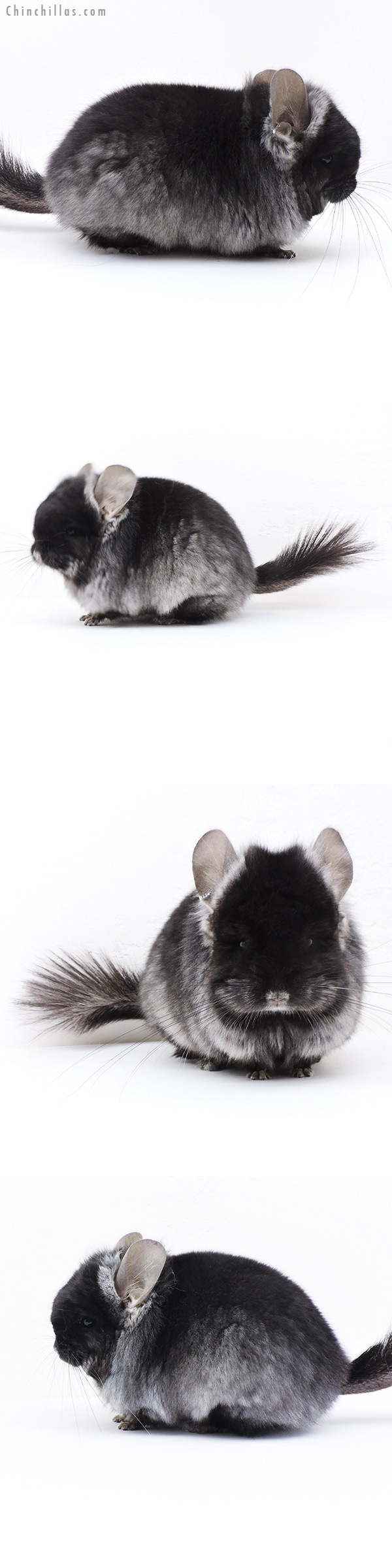 17366 Exceptional Brevi Type Black Velvet ( Violet Carrier )  Royal Persian Angora Male Chinchilla