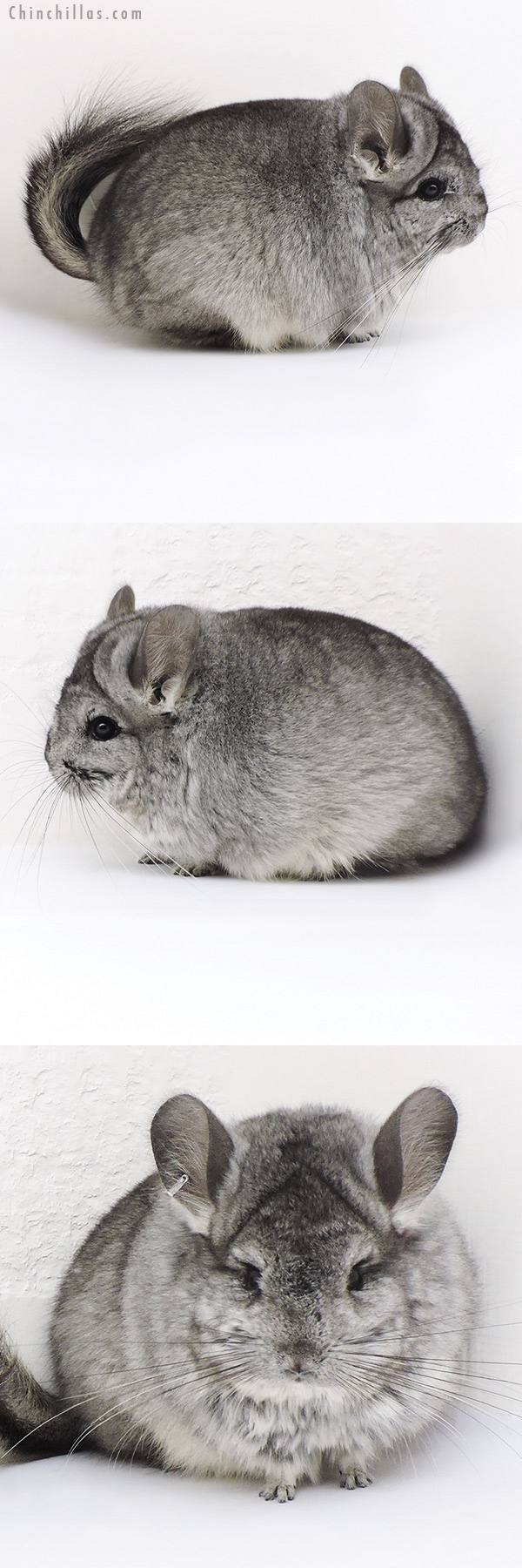 17348 Exceptional Blocky Standard  Royal Persian Angora Female Chinchilla