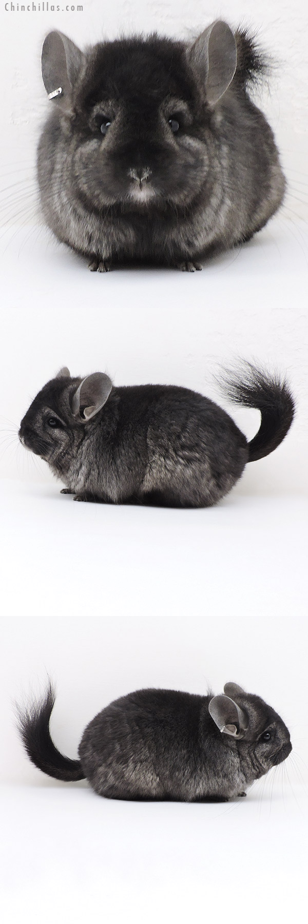 17369 Ebony ( Locken Carrier )  Royal Persian Angora Female Chinchilla