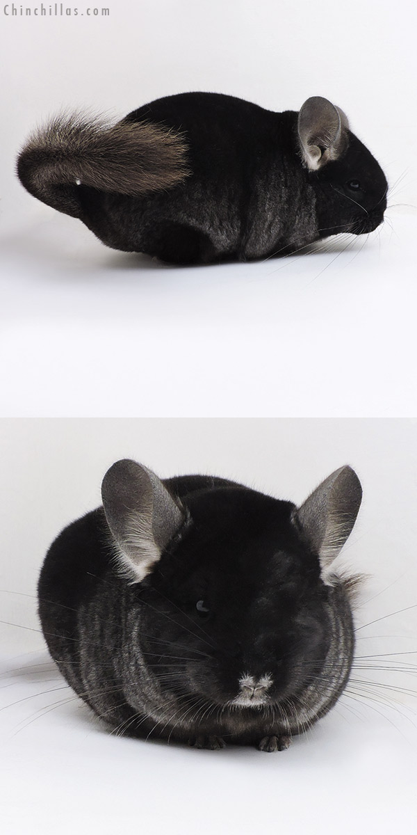 17367 Brevi Type Show Quality TOV Ebony Female Chinchilla