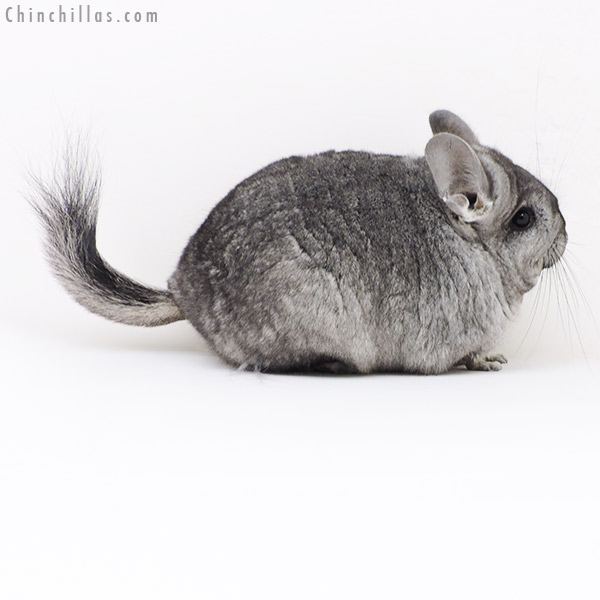 17370 Blocky Standard ( Ebony & Locken Carrier )  Royal Persian Angora Female Chinchilla