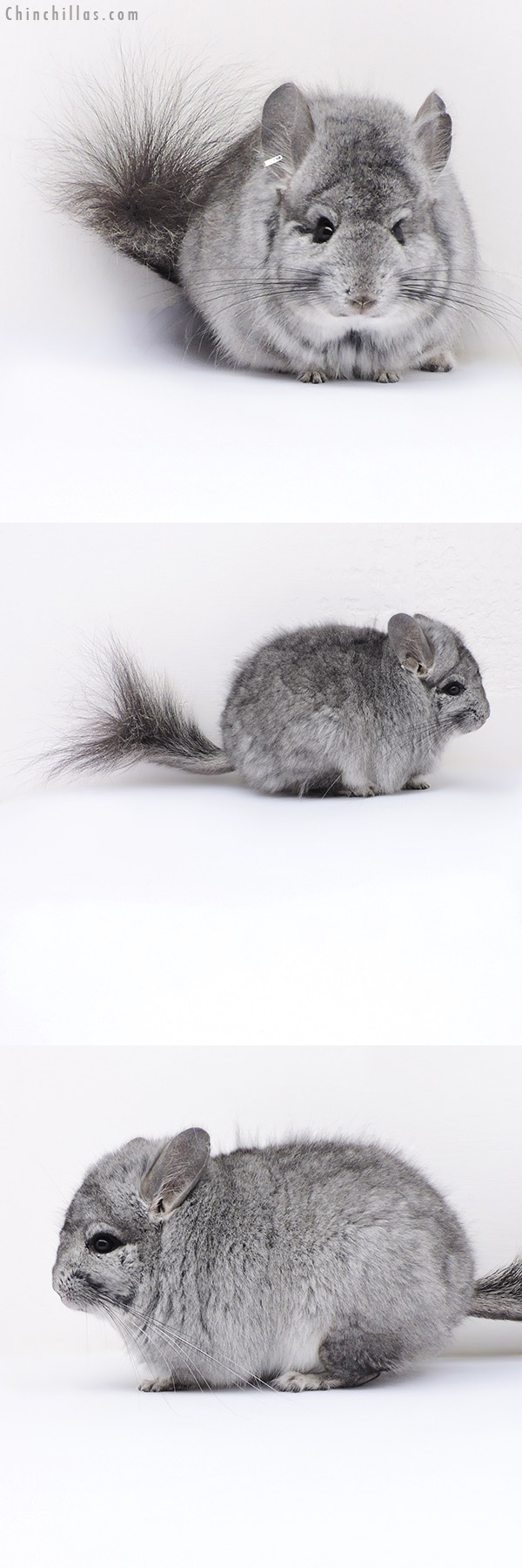 17209 Standard  Royal Persian Angora Male Chinchilla