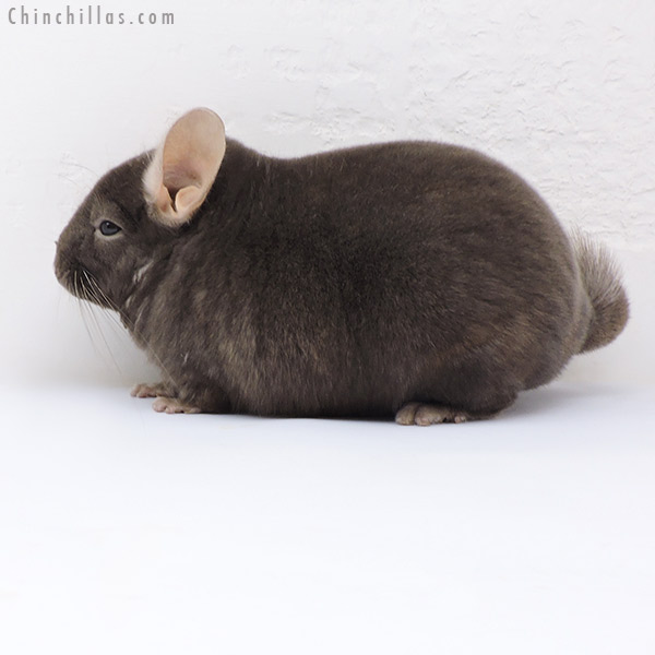 17379 Blocky Premium Production Quality Dark Tan Female Chinchilla