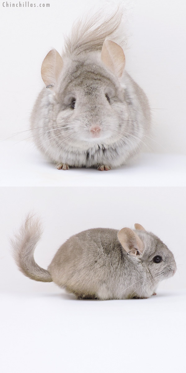 17372 Beige  Royal Persian Angora Male Chinchilla