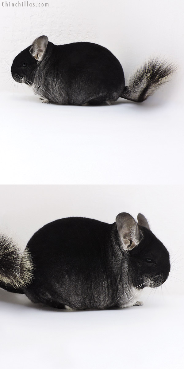 17368 Large Blocky Brevi Type Premium Production Quality Black Velvet Female Chinchilla