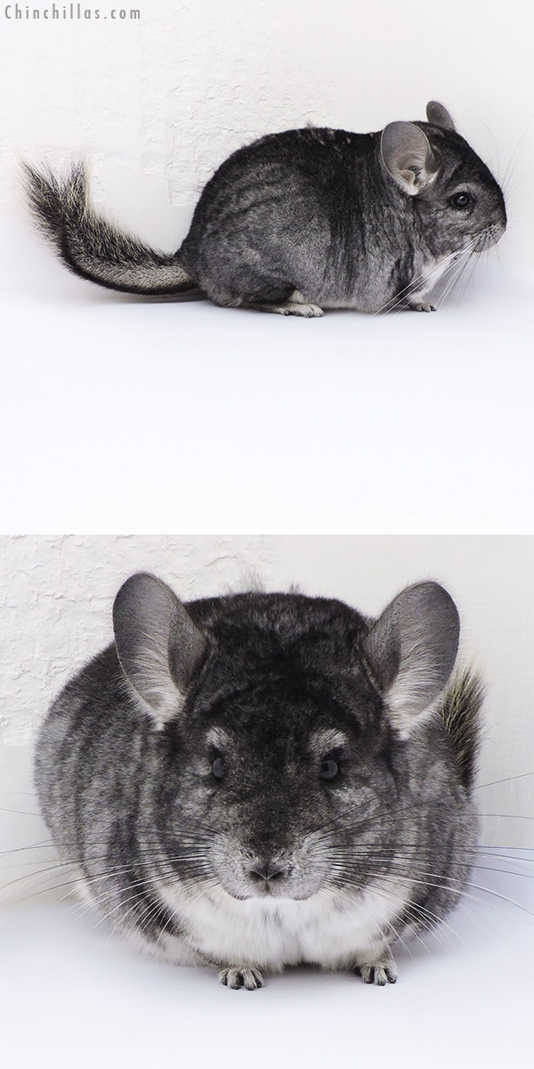 17378 Large Blocky Premium Production Quality Standard Female Chinchilla