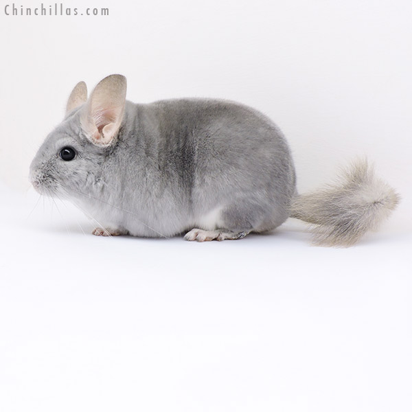 17380 Premium Production Quality Blue Diamond Female Chinchilla