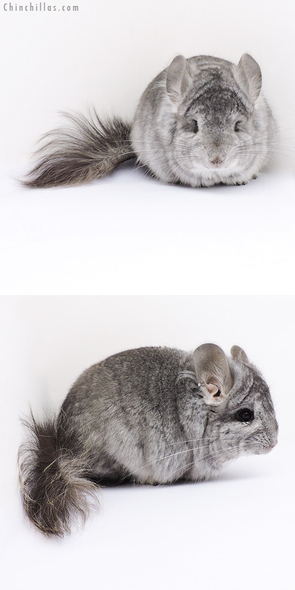 17373 Standard  Royal Persian Angora Male Chinchilla