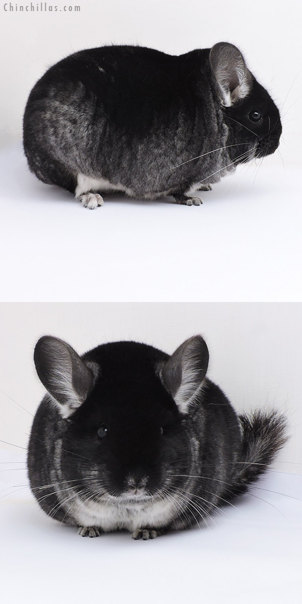Chinchilla or related item offered for sale or export on Chinchillas.com - 17376 Large Blocky Premium Production Quality Black Velvet Female Chinchilla