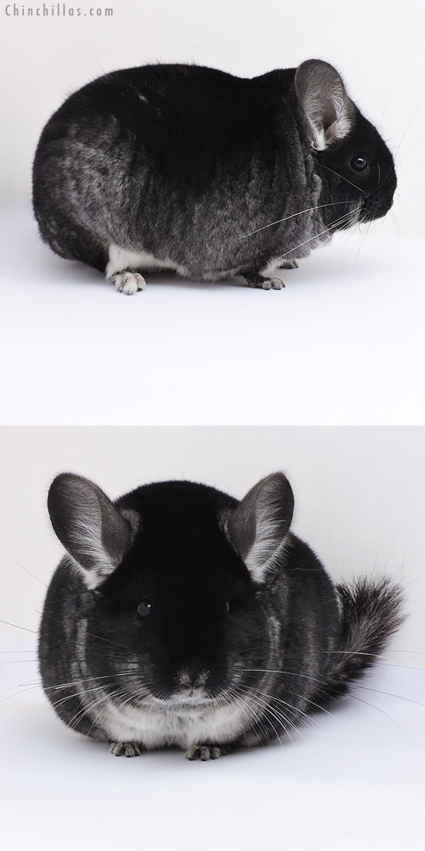 17376 Large Blocky Premium Production Quality Black Velvet Female Chinchilla