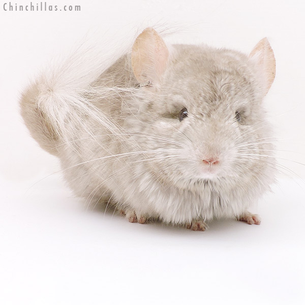 17232 Beige ( Ebony & Locken Carrier )  Royal Persian Angora Male Chinchilla