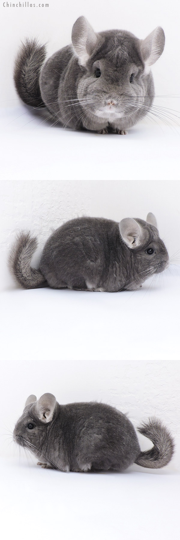 17381 Extra Large Blocky Premium Production Quality Violet ( Ebony Carrier ) Female Chinchilla