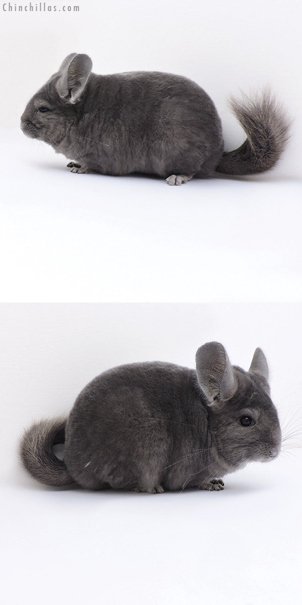 17382 Show Quality Wrap Around Violet Female Chinchilla