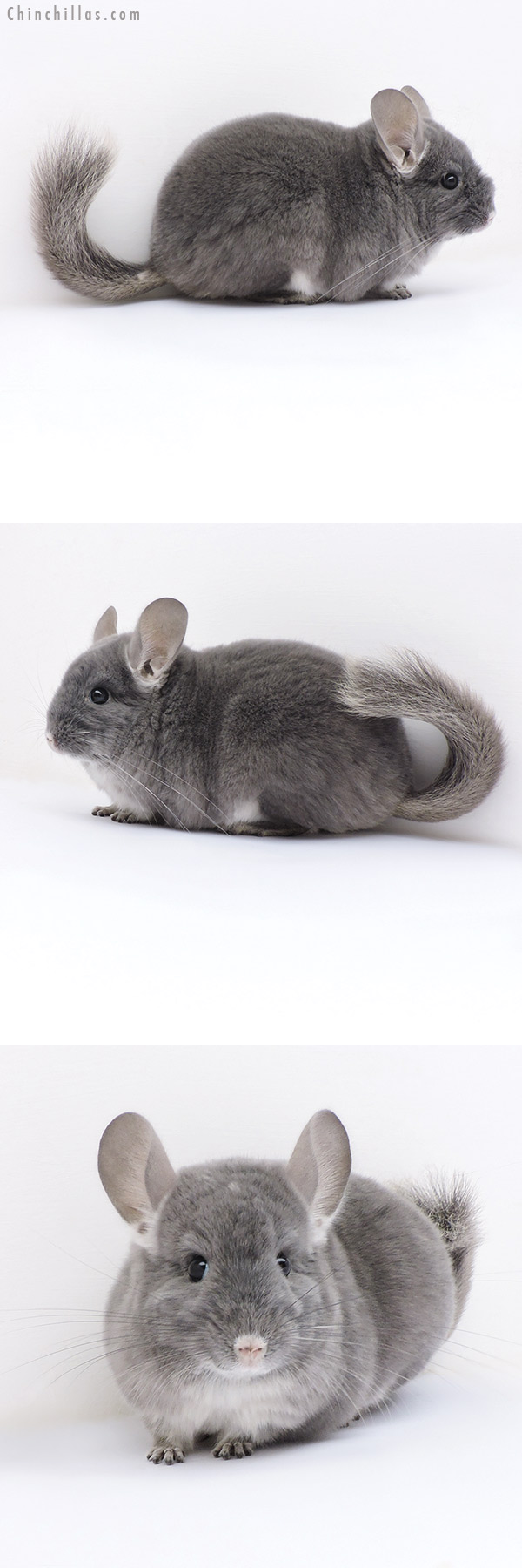 17383 Show Quality TOV Violet ( Ebony Carrier ) Female Chinchilla