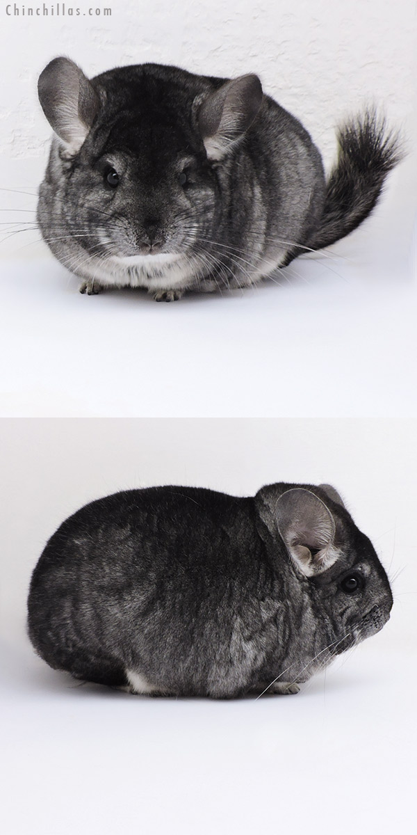 17388 Extra Large Blocky Premium Production Quality Standard Female Chinchilla