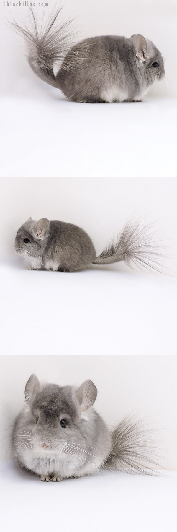 17393 Exceptional Blocky Violet  Royal Persian Angora Male Chinchilla