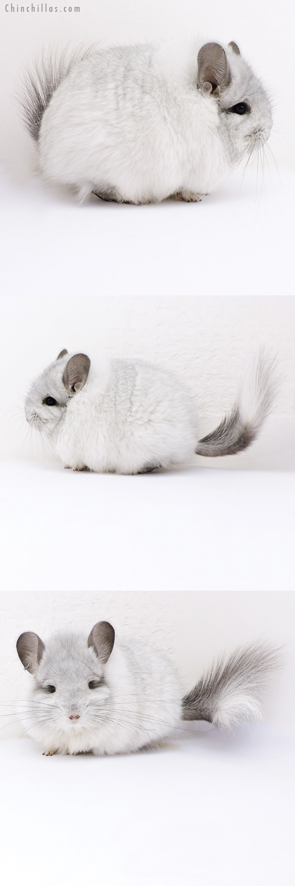 17401 Exceptional White Mosaic  Royal Persian Angora Female Chinchilla