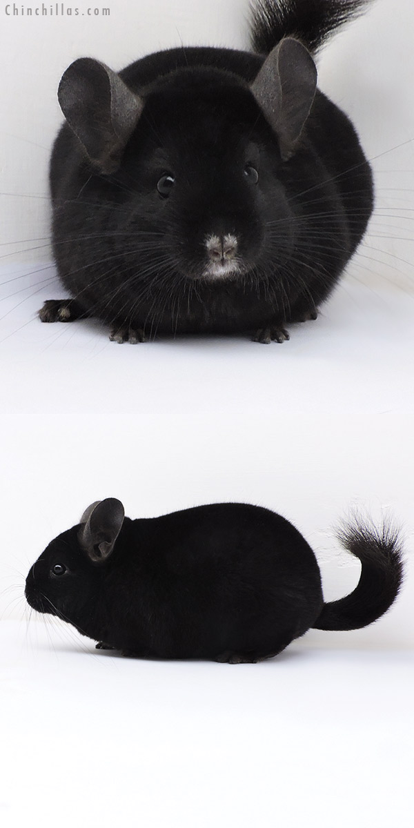 17397 Show Quality Ebony Female Chinchilla