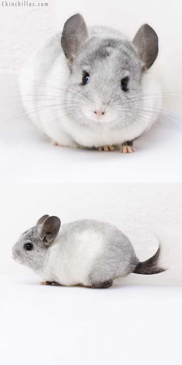 17398 Ebony & White Mosaic ( Locken Carrier ) Female Chinchilla